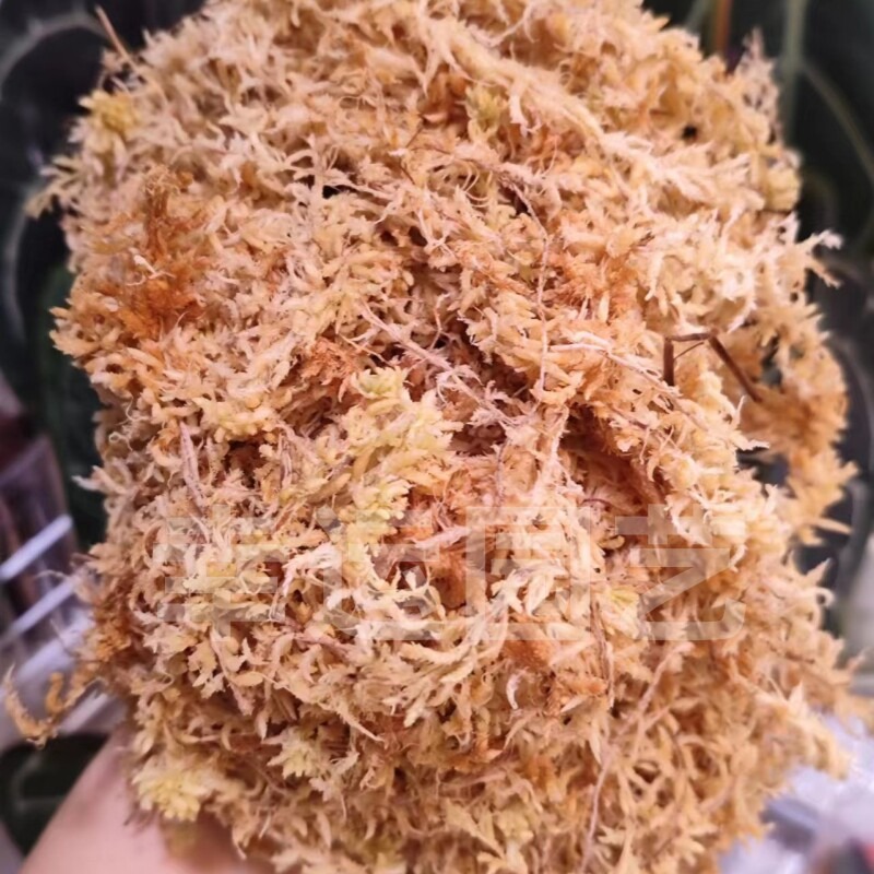 Yeni Zelanda 5A Sphagnum Yosun - Preserved Moss Sheet incelemesi ve fiyatı