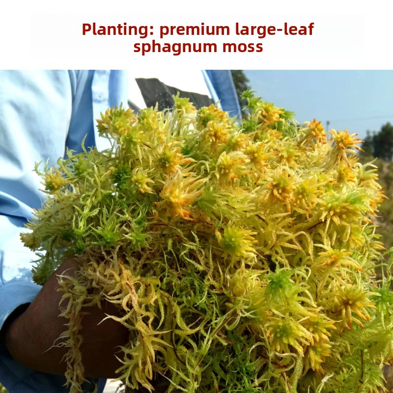 A Sınıfı Kurutulmuş Sphagnum Y - Preserved Moss Sheet incelemesi ve fiyatı