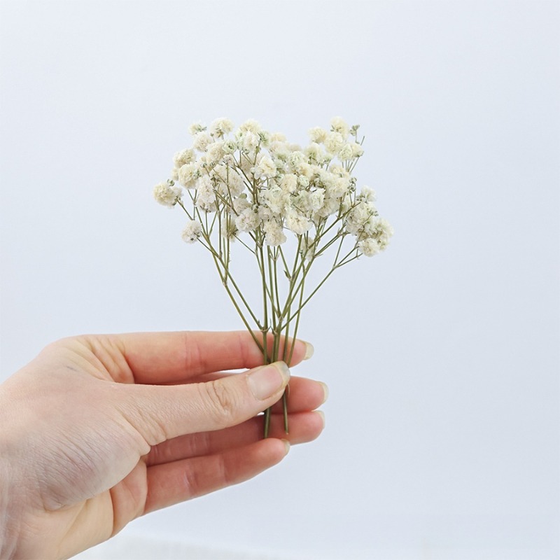 50 adet Doğal Kurutulmuş Cipso - Florist Supply Vases incelemesi ve fiyatı